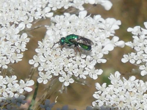 Colpopyga flavipes